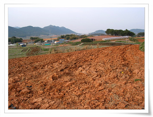 고창 땅은 이렇게 황토빛을 내고 있다. 